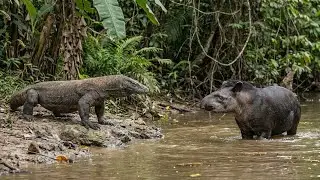 Komodo Dragon vs. Tapir: Jungle River Showdown - Who Would Win?