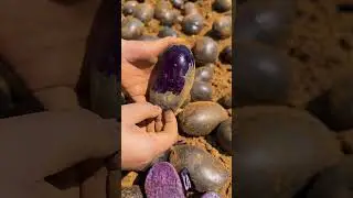 purple bulb plant #asmr #satisfying #tuber