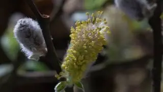 Time-lapse of flowers emerging on a male willow (Salix) catkin, Somerset, England, UK