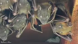 Codot krawar (Cynopterus brachyotis)