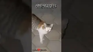 Cute Cat Glowing Eyes😻❤