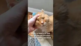 Он не смог разбудить своего кота 😳