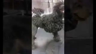 show team dogcenter kutyakozmetika grooming