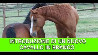 HorseCafè#13 - Introduzione di un nuovo cavallo in branco