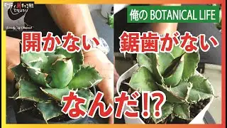 【どうして！】虫のせいなのか？一部のアガベがこんな状態に　葉が開かない　鋸歯が無い　有識者の方教えてください