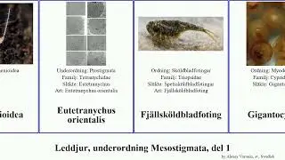 Leddjur, underordning Mesostigmata, del 1 austrodecus featuring formosa asturias arthropoda krill