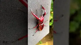 MOST EXPENSIVE INSECT IN THE WORLD 🌎 #shorts #ytshorts #youtubeshorts #facts #stagbeetle