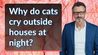 Why do cats cry outside houses at night?
