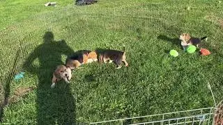 PORTÉE SUN BEAGLE