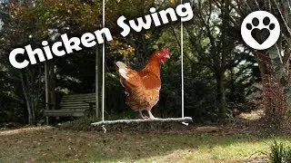 DIY Chicken Swing
