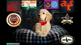 GOLDEN time with RETRIEVERS .. 🥹😍❤️ From Super Cute Furballs To Super Beautiful Angels 💥😇❤️&zwj;🔥