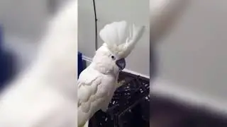 DANK BIRB MEME COMPILATION 7!!!