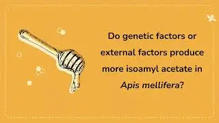 Genetic and External:  Isoamyl Acetate Production in Apis mellifera