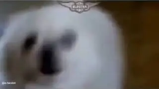 Naruto battle music cover by dogs ☺