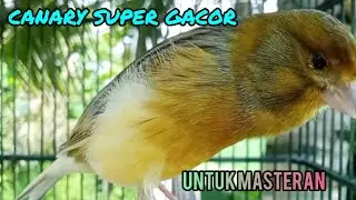 CANARY SUPER GACOR