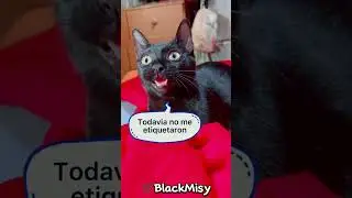 Noa esperando que la etiqueten 😸 #cat #humor #risa #gatos #funny