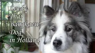 Thai Bangkaew Dog, Leydy in the Netherlands growing up with children