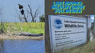 Lake Apopka Wildlife Drive Everything You NEED To Know!