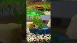 Mini Acuario de Caracol Planorbis D&iacute;a 10 Se volvi&oacute; a enterrar 😆 #acuario #caracolplanorbis
