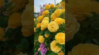 Beautiful Yellow Rose garden. || #yellowflowers #rosegardens #gardening