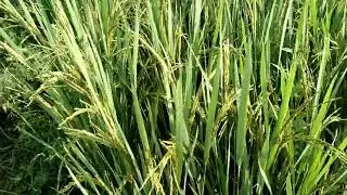 আমার কনক ধানে দ্বিতীয় স্প্রে কি কি করা হয়েছে রেজাল্ট কি রকম হলো দেখুন