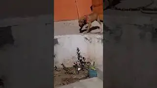 Cuca no se jalonea