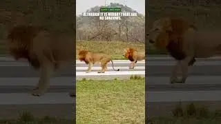 Lions Fighting on Runway with Rival Lion.