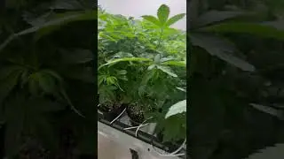100 Vegetation Cannabis plants thriving in a grow rack.  #cannabisfamily #farm #cannabisdaily