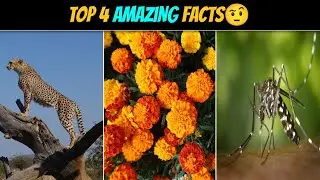 Top 4 Amazing Fact | Amazing Facts #shorts #shortsvideo @CrazyXYZ