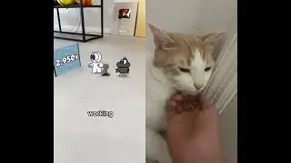 #shorts #cat #entertainment