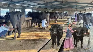 60 टॉप जाफराबादी भैंस का फार्म 800 लीटर दूध दिन का महीने का बिल 14 लख रुपए #jafarabadi #dairyfarm