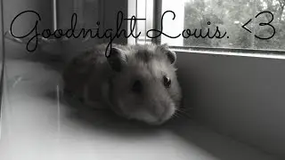 ❤️﻿ Goodnight Louis ❤️﻿