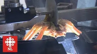 Can robots process crab?