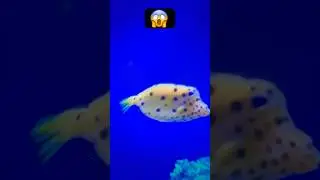Beautiful aquarium fish 🐟 #flute #trending #ytstudioes #fishing #viral #