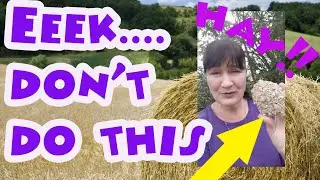 Guinea pig hay and what guinea pigs should eat in their diet
