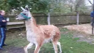 Ausgeb&uuml;xtes Lama in Hof