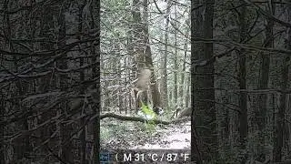 Hawk on Game Cam #gamecam