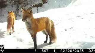 Trail Camera Videos - Pregnant Fox