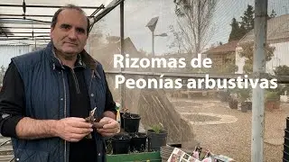Peonias arbustivas, peonías lactiflora