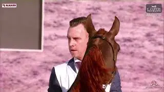 N 142 MAYYAN AL LAHEEF   Doha International Arabian Horse Show 2024   Fillies 3 Years Old Section A