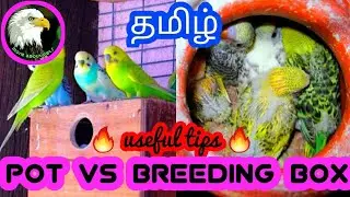 Pot vs breeding box for birds in tamil