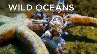 Harlequin shrimp feasts on live starfish