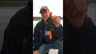 Beaver Fever!