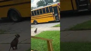 Pet Puppy Waits Patiently For School Bus to Greet Little Boy | Shorts