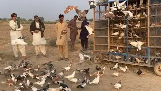 Kabootar Mukabla 800 Kabootar DGKhan VS Layyah ||Sakht Muqabla 🕊️🏆🕊️