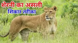 शेरनी का शिकार करने का असली तरीका | Lioness Hunting Strategy Explained | Jungle Fact Video