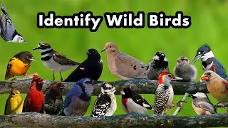 Many Birds Found In Ontario Canada - Identify Backyard Birds - Canadian Songbirds - 2023