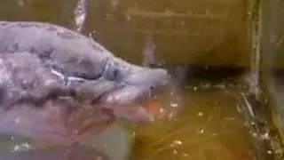 African lungfish feeding
