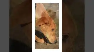 Can Dogs Predict Earthquakes?