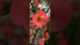 tsintonia    chaenomeles Japonica    EEDB TV